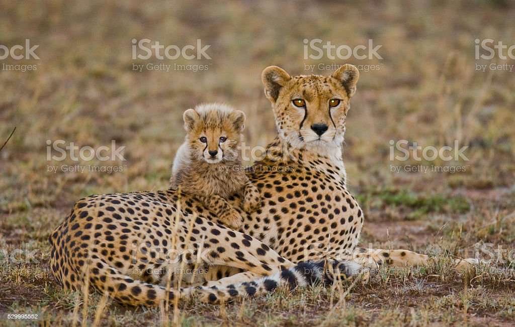 Detail Gambar Hewan Cheetah Nomer 26