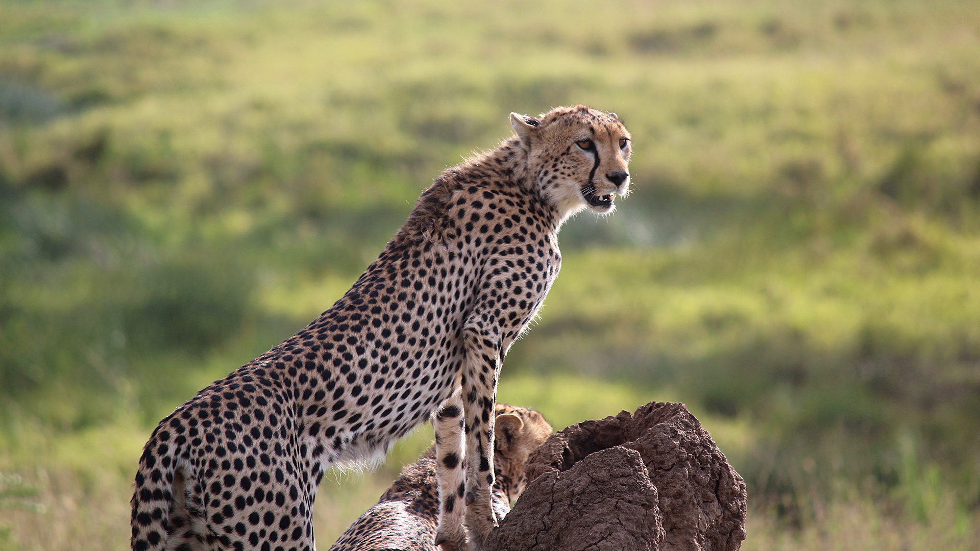 Detail Gambar Hewan Cheetah Nomer 27