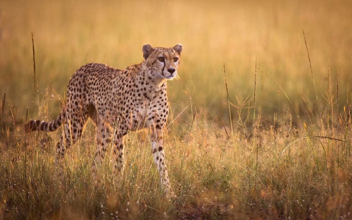 Detail Gambar Hewan Cheetah Nomer 30