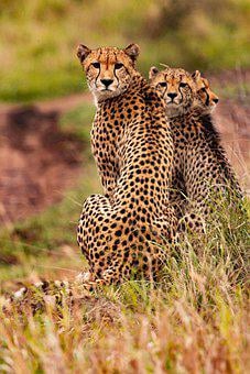 Detail Gambar Hewan Cheetah Nomer 31