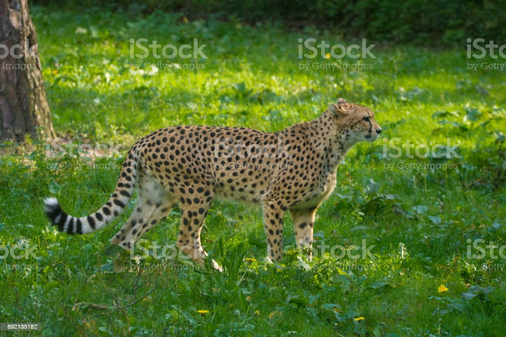 Detail Gambar Hewan Cheetah Nomer 32