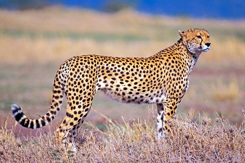 Detail Gambar Hewan Cheetah Nomer 5