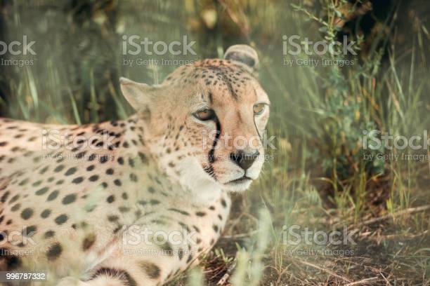 Detail Gambar Hewan Cheetah Nomer 39