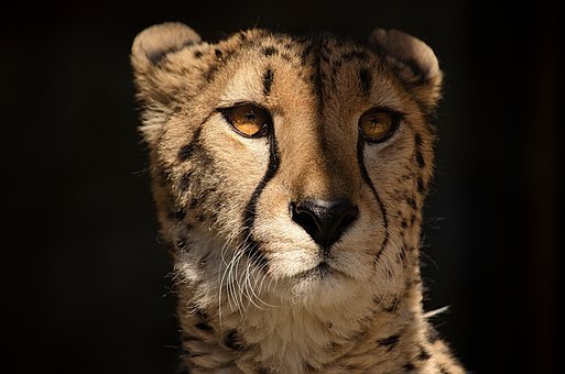 Detail Gambar Hewan Cheetah Nomer 43