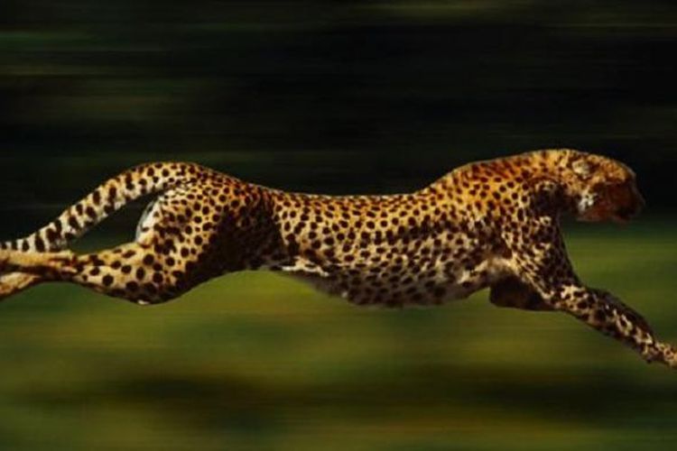 Detail Gambar Hewan Cheetah Nomer 6