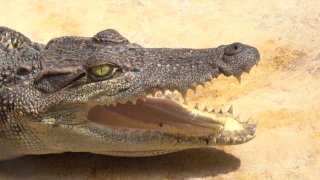 Detail Gambar Hewan Crocodile Nomer 12