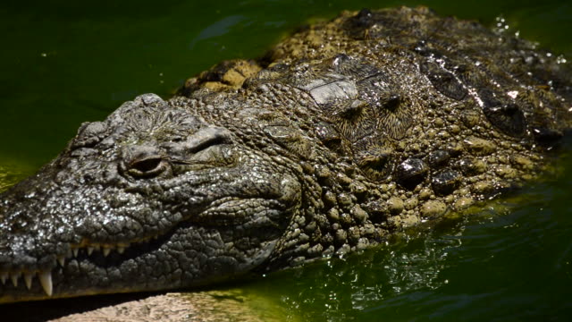 Detail Gambar Hewan Crocodile Nomer 16
