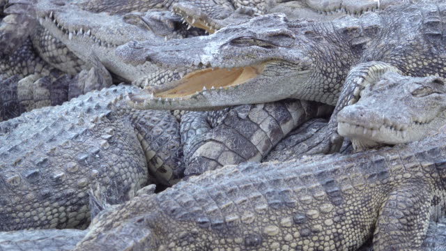 Detail Gambar Hewan Crocodile Nomer 23