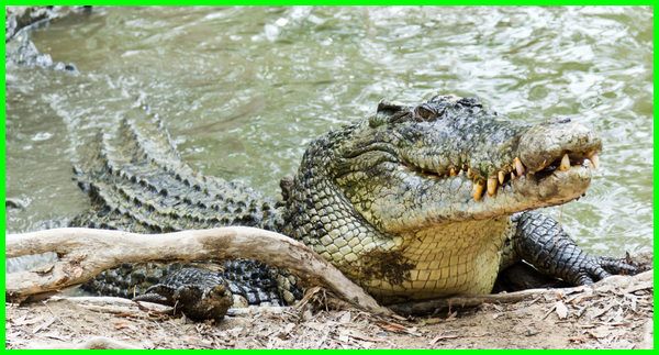 Detail Gambar Hewan Crocodile Nomer 35
