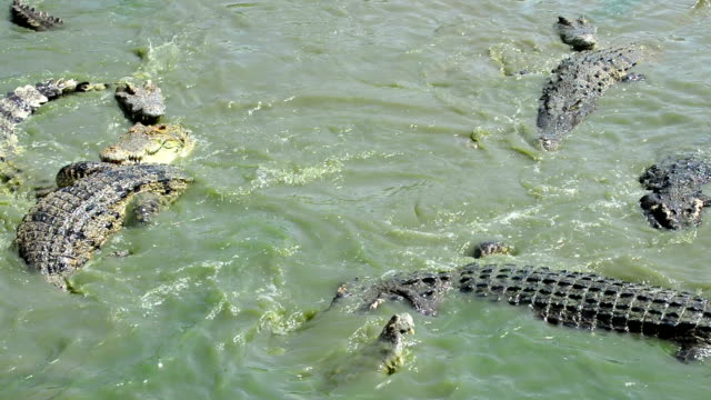 Detail Gambar Hewan Crocodile Nomer 48