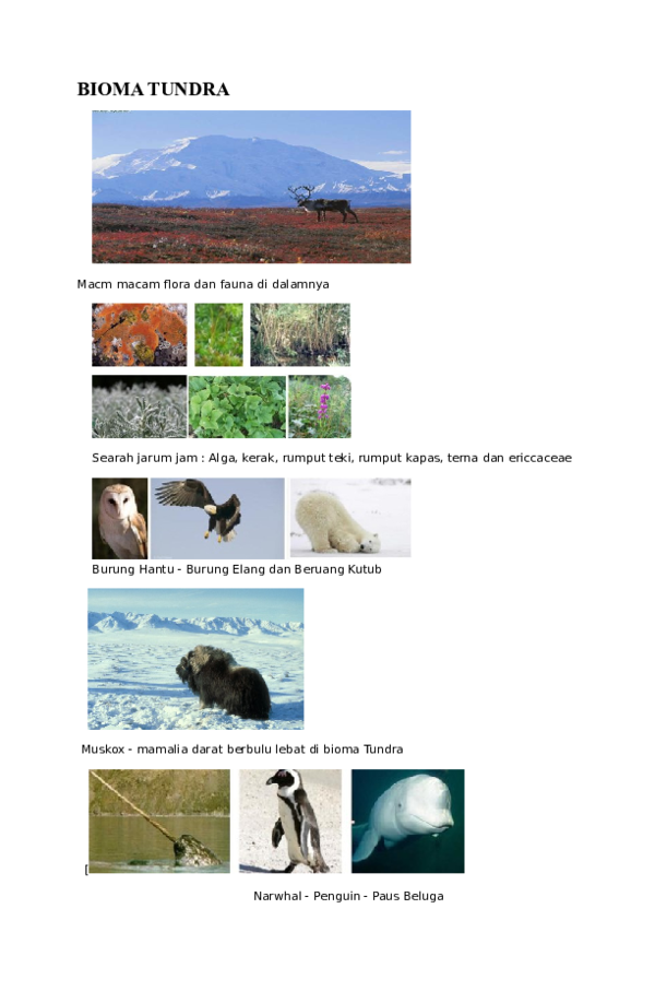 Detail Gambar Hewan Daerah Tundra Nomer 43
