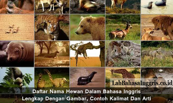 Detail Gambar Hewan Dalam Bahasa Inggris Nomer 13