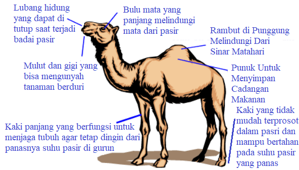 Detail Gambar Hewan Dan Keterangannya Nomer 5