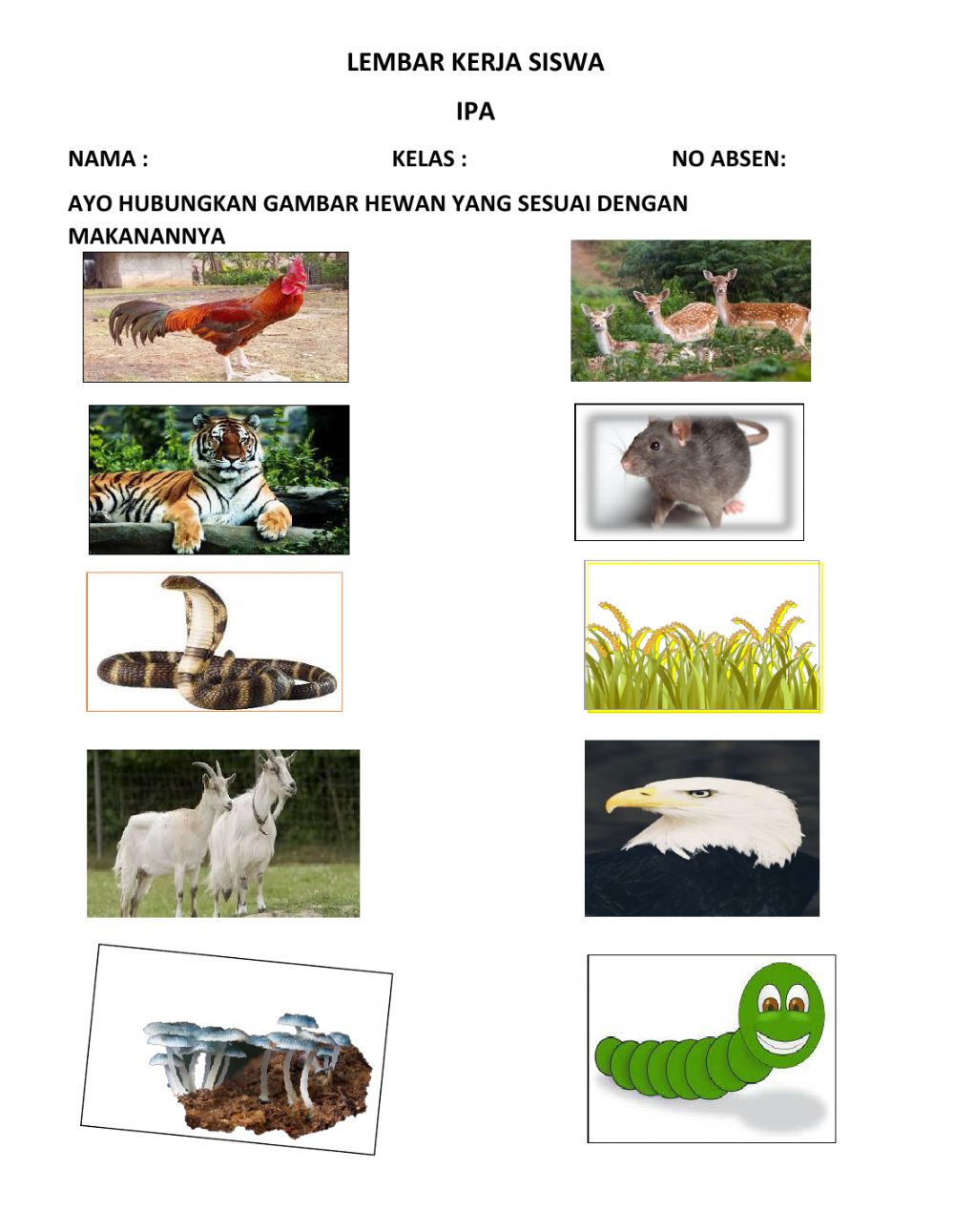 Detail Gambar Hewan Dan Makananya Nomer 4