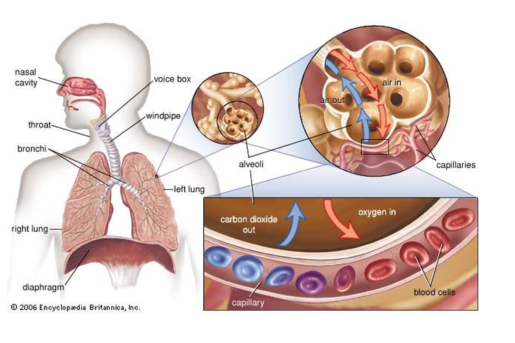 Detail Contoh Gambar Paru Paru Nomer 38