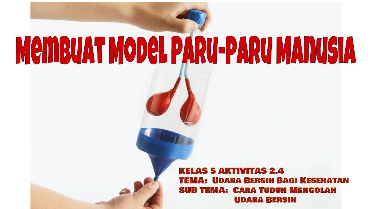 Detail Contoh Gambar Paru Paru Nomer 46