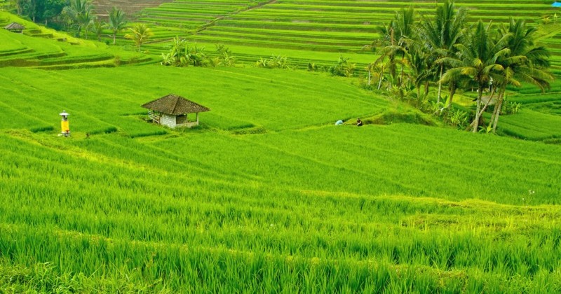 Detail Contoh Gambar Pemandangan Sawah Nomer 38