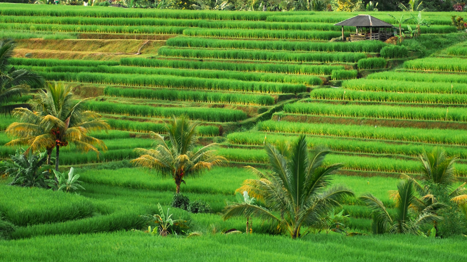 Detail Contoh Gambar Pemandangan Sawah Nomer 51