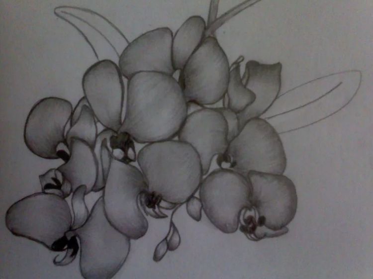 Detail Contoh Gambar Pensil Bunga Anggrek Nomer 24