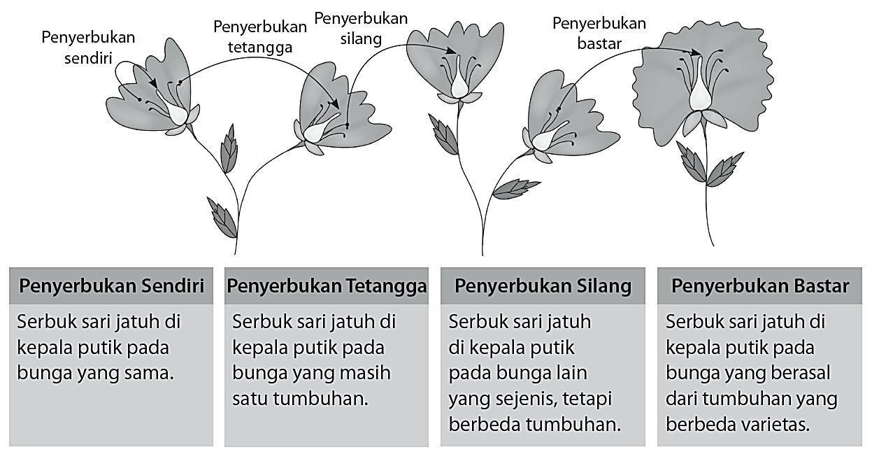 Detail Contoh Gambar Penyerbukan Bastar Pada Bunga Nomer 35