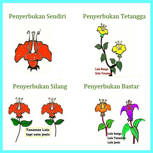 Detail Contoh Gambar Penyerbukan Tetangga Pada Bunga Nomer 3