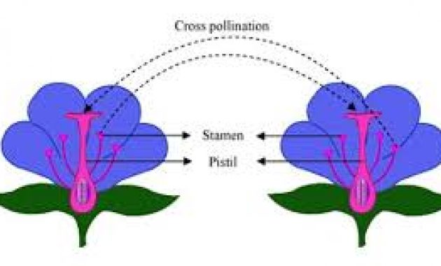Detail Contoh Gambar Penyerbukan Tetangga Pada Bunga Nomer 22