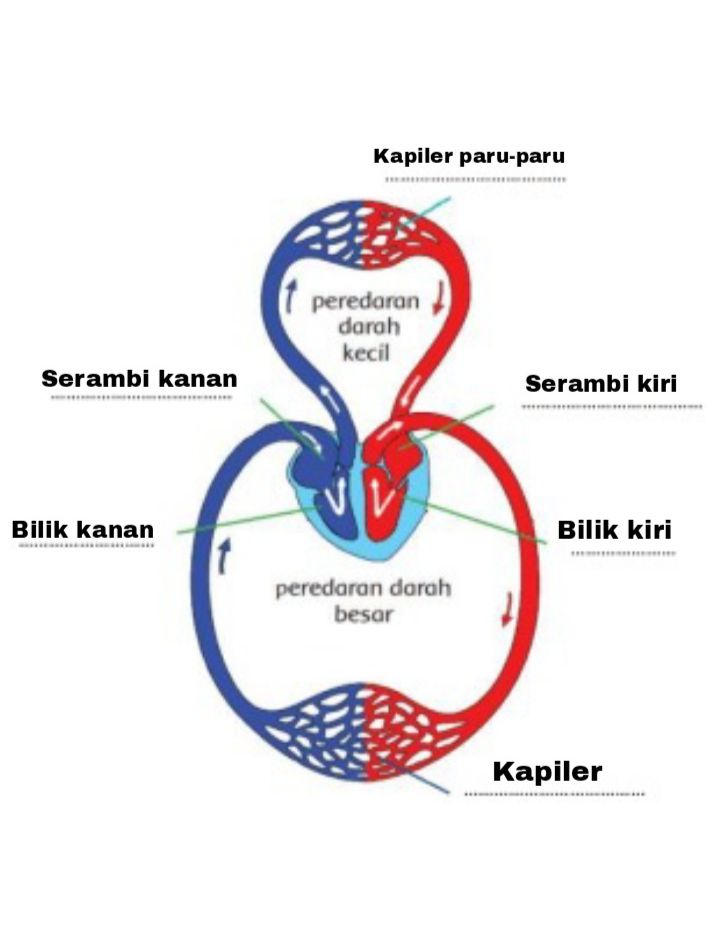 Contoh Gambar Peredaran Darah - KibrisPDR