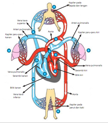 Detail Contoh Gambar Peredaran Darah Nomer 13