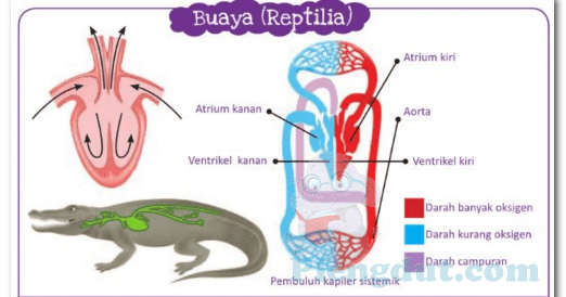 Detail Contoh Gambar Peredaran Darah Nomer 33