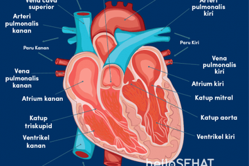 Detail Contoh Gambar Peredaran Darah Nomer 5