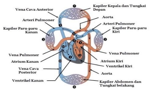 Detail Contoh Gambar Peredaran Darah Nomer 41