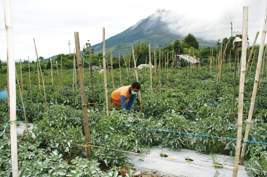 Detail Contoh Gambar Petani Nomer 47