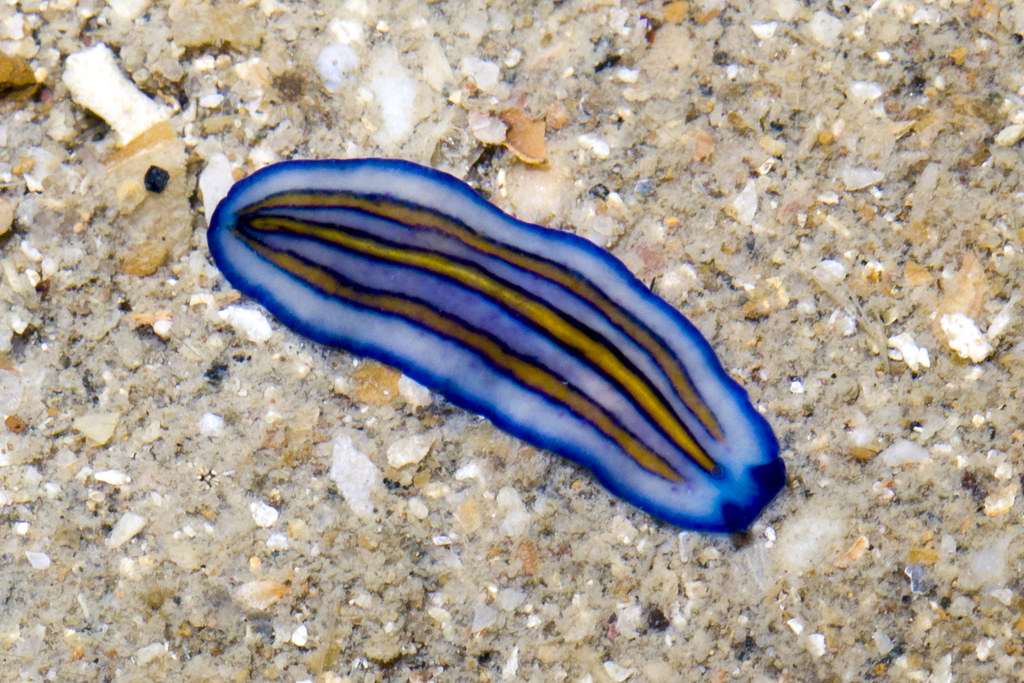 Detail Contoh Gambar Platyhelminthes Nomer 9