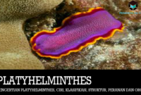 Detail Contoh Gambar Platyhelminthes Nomer 18