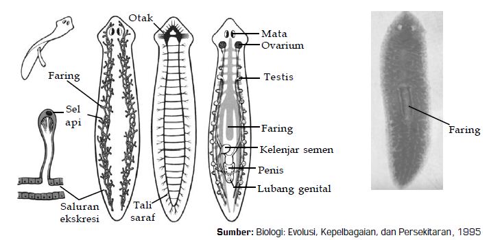 Detail Contoh Gambar Platyhelminthes Nomer 21