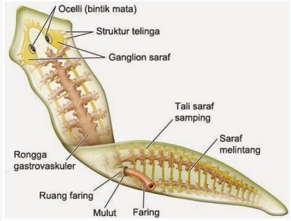 Detail Contoh Gambar Platyhelminthes Nomer 24