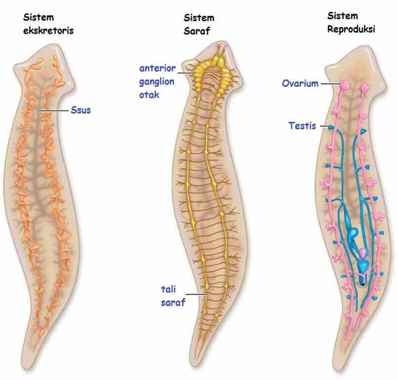 Detail Contoh Gambar Platyhelminthes Nomer 4