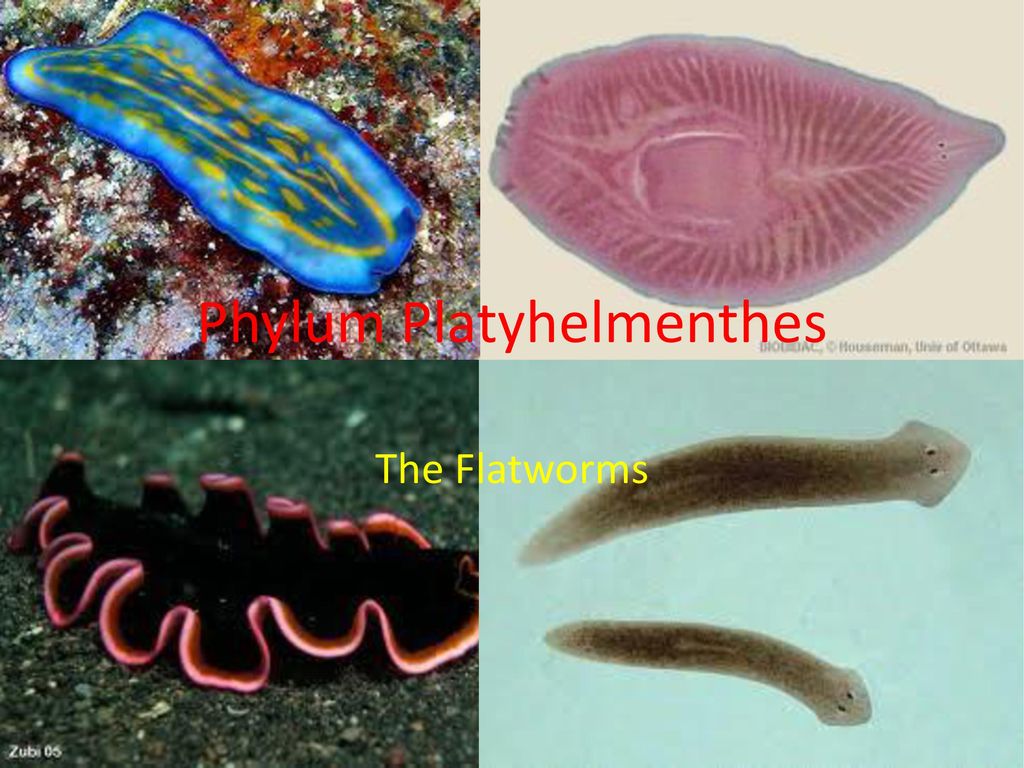Detail Contoh Gambar Platyhelminthes Nomer 28