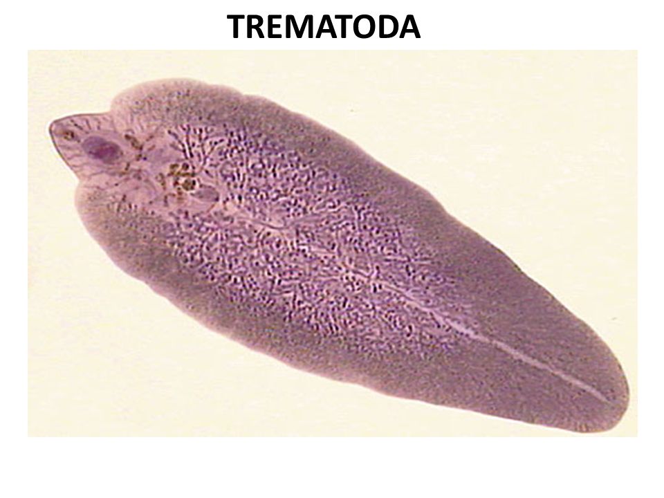 Detail Contoh Gambar Platyhelminthes Nomer 39