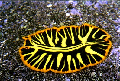 Detail Contoh Gambar Platyhelminthes Nomer 45