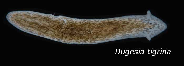 Detail Contoh Gambar Platyhelminthes Nomer 50