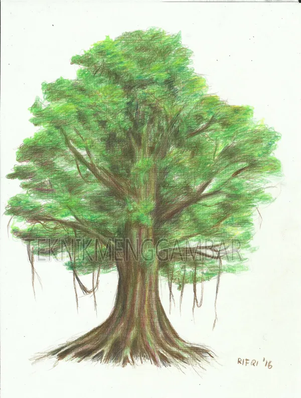 Detail Contoh Gambar Pohon Beringin Nomer 23