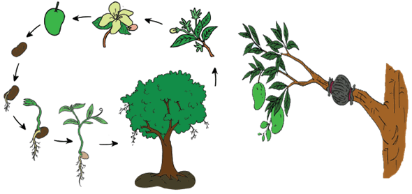 Detail Contoh Gambar Pohon Mangga Nomer 49