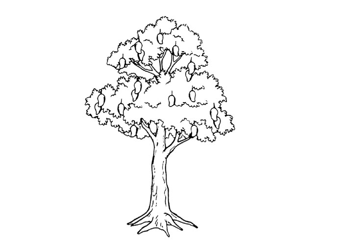 Detail Contoh Gambar Pohon Mangga Nomer 6