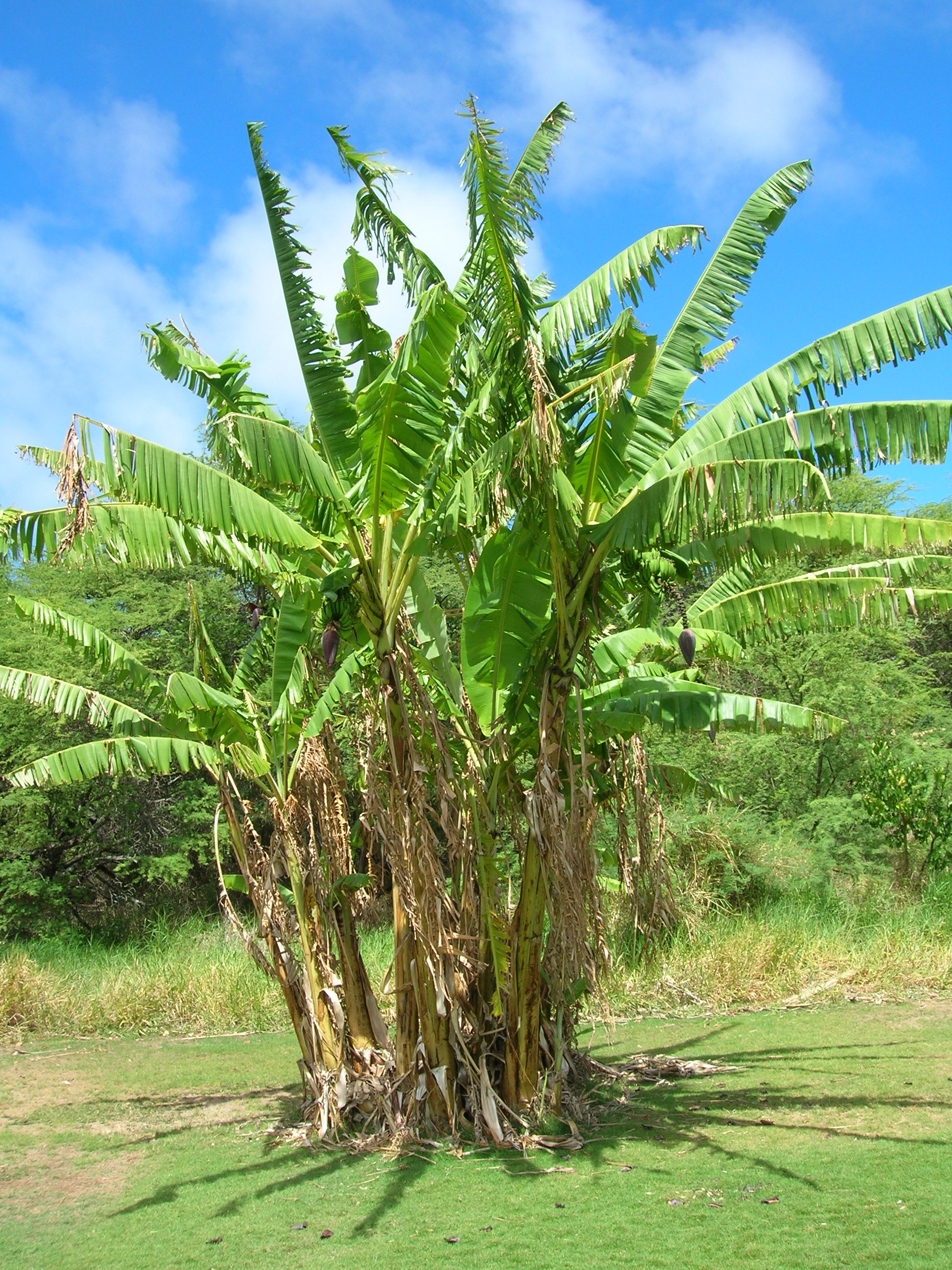 Detail Contoh Gambar Pohon Pisang Nomer 10