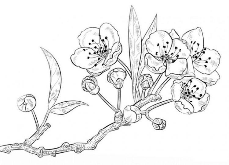 Detail Contoh Gambar Pointilis Bunga Sakura Nomer 8