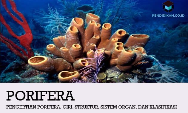 Detail Contoh Gambar Porifera Nomer 15