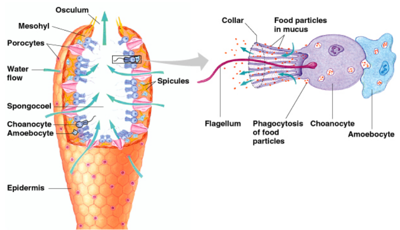 Detail Contoh Gambar Porifera Nomer 24