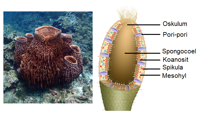 Detail Contoh Gambar Porifera Nomer 40