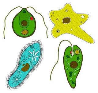 Detail Contoh Gambar Protista Mirip Hewan Nomer 31